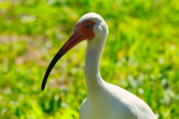Fototapeta premium white crowned crane