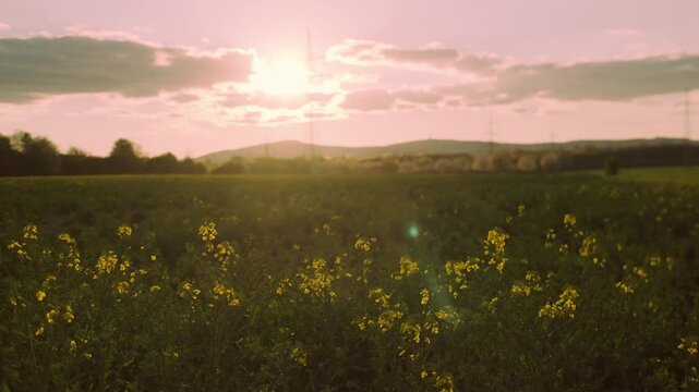 Wide panoramic yellow rapeseed field with Sunset dramatic clouds, electricity pylon, power lines, Agriculture and rural life, Sustainable food production, Golden hour light industrial infrastructure
