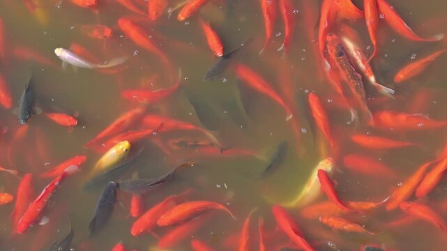 Karp koi, złota rybka, sadzawka, spełnianie marzeń.