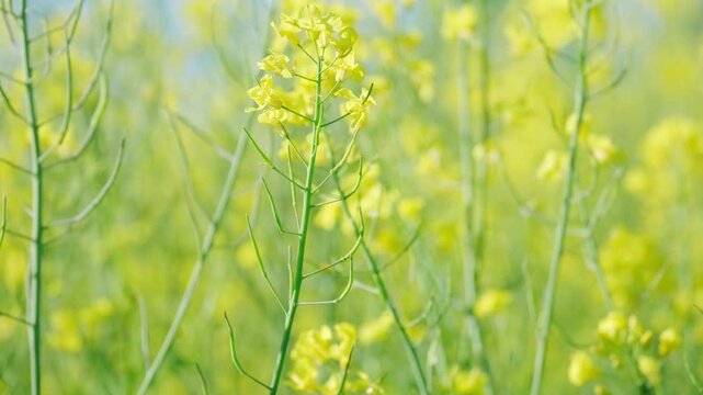 beautiful yellow rapeseed flowers blooming field summer landscape, Br&aacute;ssica n&aacute;pus plants in sun, ripening agro culture, agricultural growing, environmentally friendly plants, vegetable oil production