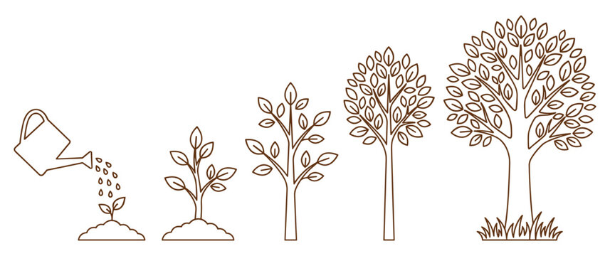Tree growth stages showing planting watering and maturity line art.