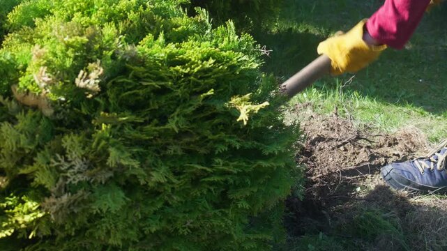 Gardener using a pickaxe to pry up and uproot a large thuja tree root ball from the ground during garden clearance