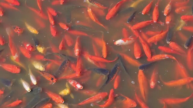 Karp koi, złota rybka, sadzawka, spełnianie marzeń.
