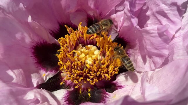 Bee is gathering nectar from the peony flower.