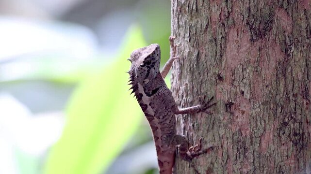 Forest lizard on a tree.