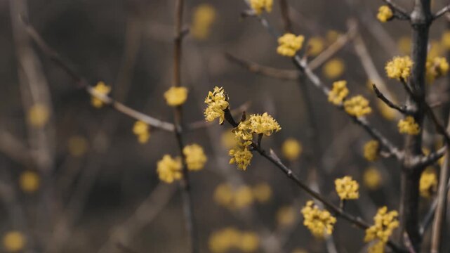 Delicate yellow blossoms of a Cornelian cherry tree gently swaying in the breeze. Beautiful early spring flowers heralding the arrival of a new season