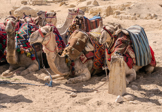 Camels in the desert Egypt