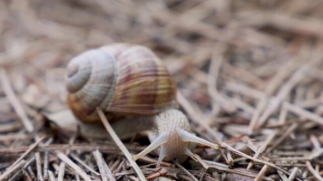 Macro view of a common garden snail with a spiral shell slowly moving over dry grass. The mollusk extends its tentacles while crawling