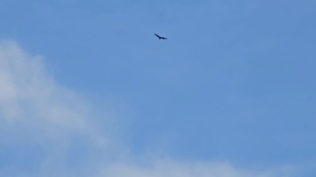 Vulture in flight, the beautiful and graceful flight of a vulture in a cloudy sky. 4k