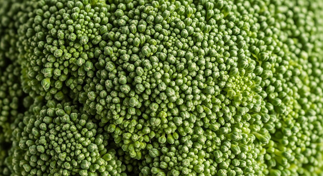 Close-up Macro View of Fresh Green Broccoli Florets Texture