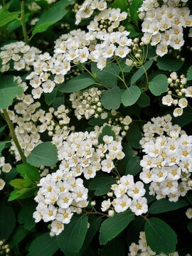 Blooming Spiraea Vanhouttei bush close-up, bridal wreath white flowers background