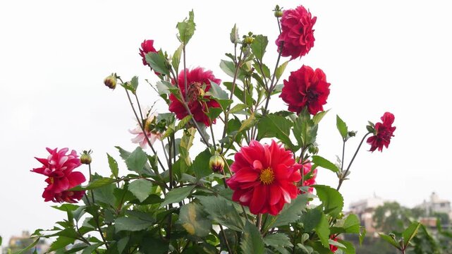 Group of Vibrant Red Dahlia Flower in Full Bloom with flower stem, leaves and buds swaying in the calm breeze if wind against overcast white sky