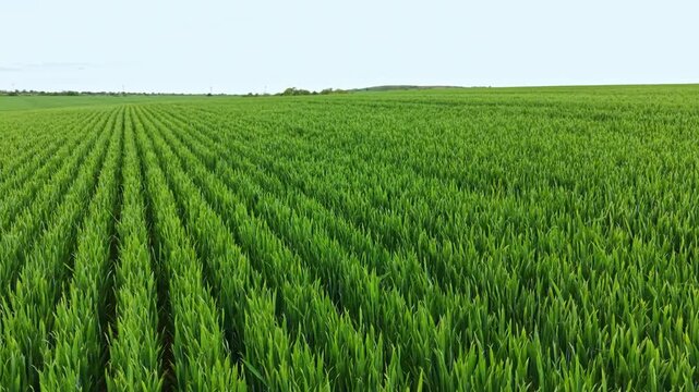 Tall wheat plants grow in neat rows across the field. The scene shows a vast area covered in green crops under a clear blue sky during daytime.