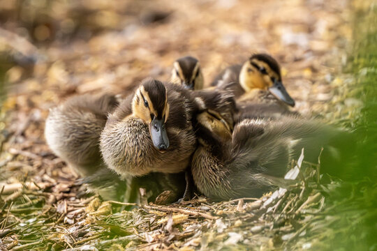 Little Ducklings Sitting Close Together