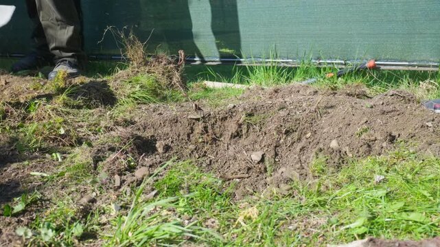 Teamwork in the garden with one person digging hard ground with a pickaxe while another removes soil with a shovel