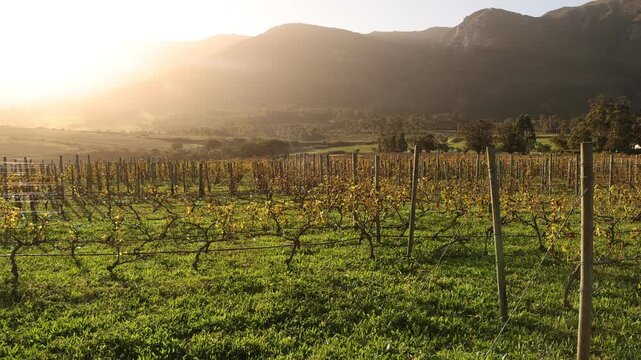 vineyard at sunset, Klein Mountains in background, Stanford, South Africa