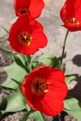 Obraz premium Bright red tulips with yellow centers blooming in a garden setting, surrounded by green leaves and natural soil background under sunlight