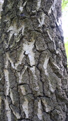 Obraz premium Wood bark, old tree, texture in a spring park. Macrotexture of rotting wood and organic debris.