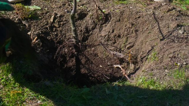 Close up of soil and earth being shoveled into a pit around a newly planted plum tree sapling