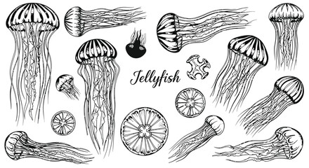Variety of hand-drawn jellyfish illustrations in different shapes and sizes, capturing intricate details of marine life in a sketch style. © Ndjeo