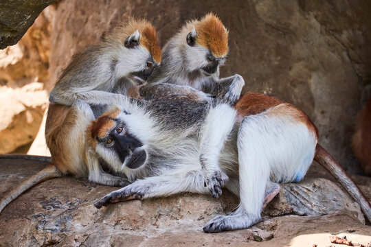 monkey in the zoo