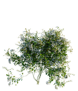 Clematis terniflora tree, elevation, front view, cutout, transparent background, isolate, Delicate branches of flowering plum tree in full bloom, springtime floral background