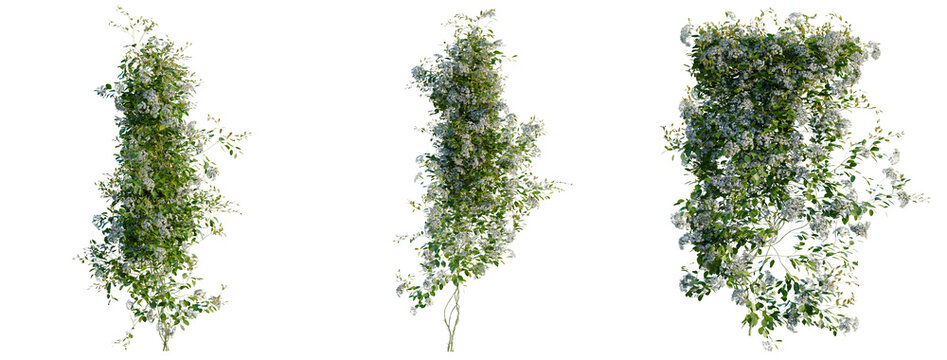 Clematis terniflora tree, elevation, front view, cutout, transparent background, isolate, Delicate Blossom Branch with Lush Green Foliage, Perfect for Springtime Floral Designs and Backgrounds