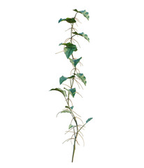 Philodendron scandens-Sweetheart tree, elevation, front view, cutout, transparent background, isolate, Delicate Vine with Lush Green Leaves - A Natural and Elegant Botanical Design Element © DH Tree Stock