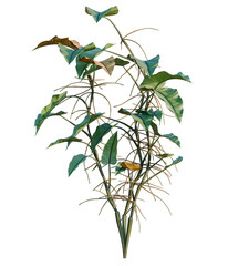 Philodendron scandens-Sweetheart tree, elevation, front view, cutout, transparent background, isolate, Detailed close-up of lush green leaves with delicate vein patterns, a natural botanical beauty. © DH Tree Stock