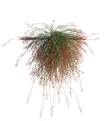 Russelia equisetiformis tree, elevation, front view, cutout, transparent background, isolate,...