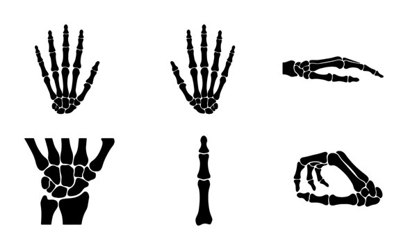 Skeleton Hand Anatomy Vector Icons, Human Bone Structure Set, Medical Science Graphic Elements
