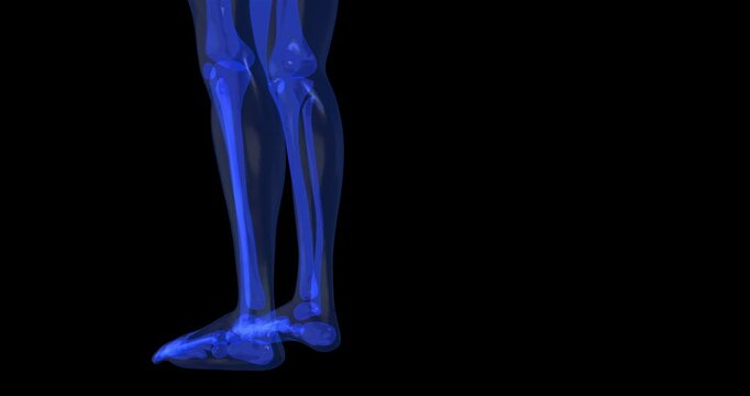 Human legs feet xray blue bones anatomy 3d medical illustration