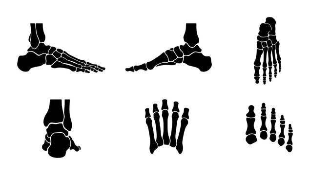Human Foot Anatomy Vector Set: Skeletal Structure Illustrations, Medical Diagrams, Orthopedic Views