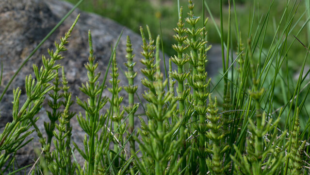 Field Horsetail (Equisetum arvense) Growing Against Stone Wall &mdash; Spring Botanical Macro Close-Up