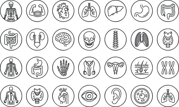 Human internal organ icons set linear style collection for medical anatomy design with biology body elements.
