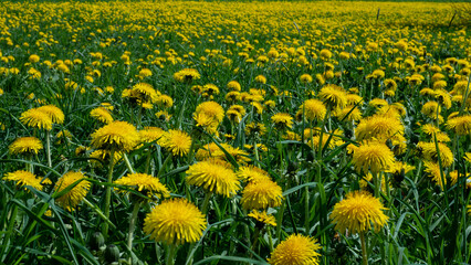 Taraxacum officinale Meadow in Full Bloom — Dense Dandelion Field Spring Nature Close-Up © Svetlana