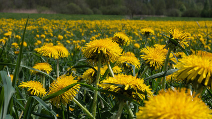 Taraxacum officinale Meadow in Full Bloom — Dense Dandelion Field Spring Nature Close-Up © Svetlana