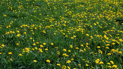 Taraxacum officinale Meadow in Full Bloom — Dense Dandelion Field Spring Nature Close-Up © Svetlana