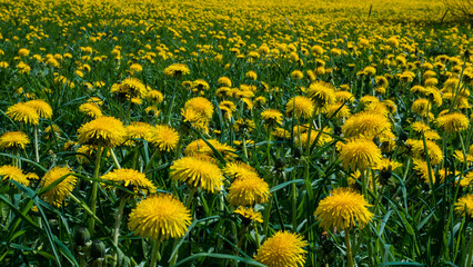 Taraxacum officinale Meadow in Full Bloom — Dense Dandelion Field Spring Nature Close-Up © Svetlana