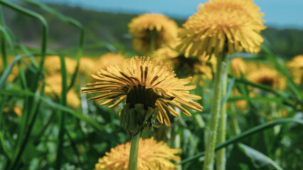 Taraxacum officinale Meadow in Full Bloom — Dense Dandelion Field Spring Nature Close-Up © Svetlana
