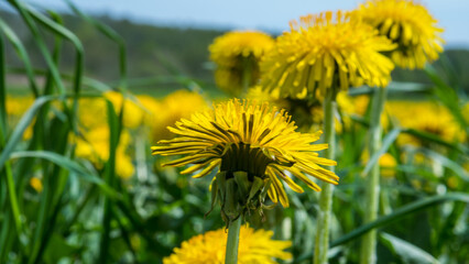 Taraxacum officinale Meadow in Full Bloom — Dense Dandelion Field Spring Nature Close-Up © Svetlana