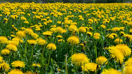 Taraxacum officinale Meadow in Full Bloom — Dense Dandelion Field Spring Nature Close-Up © Svetlana
