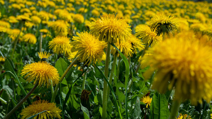 Taraxacum officinale Meadow in Full Bloom — Dense Dandelion Field Spring Nature Close-Up © Svetlana