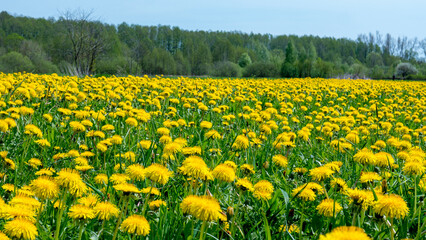 Taraxacum officinale Meadow in Full Bloom — Dense Dandelion Field Spring Nature Close-Up © Svetlana