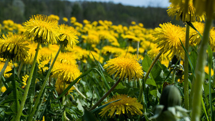 Taraxacum officinale Meadow in Full Bloom — Dense Dandelion Field Spring Nature Close-Up © Svetlana