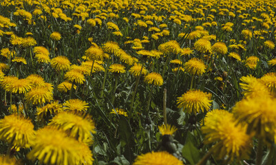 Taraxacum officinale Meadow in Full Bloom — Dense Dandelion Field Spring Nature Close-Up © Svetlana