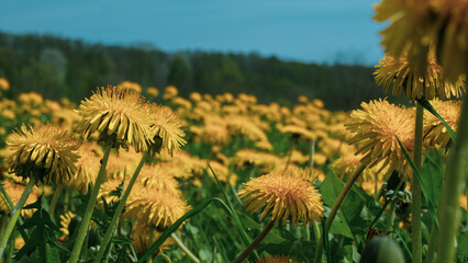 Taraxacum officinale Meadow in Full Bloom — Dense Dandelion Field Spring Nature Close-Up © Svetlana