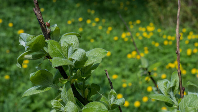 Goat Willow (Salix caprea) Fresh Spring Leaves with Dandelions &mdash; Botanical Close-Up in Sunlight