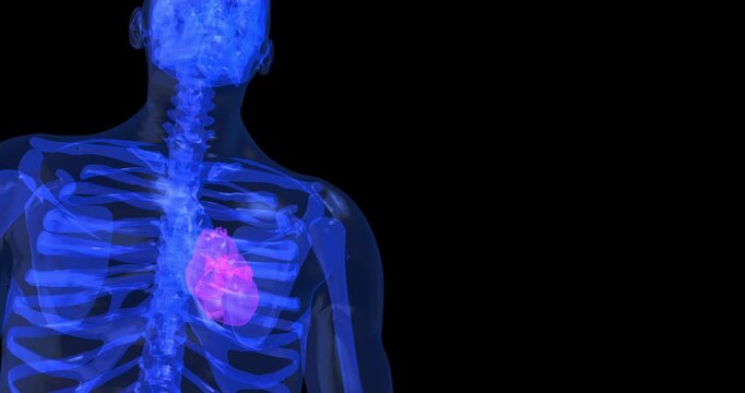 Glowing heart in human skeleton medical anatomy xray