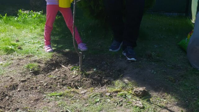 Family planting a new plum tree with father throwing soil with a shovel, grandfather tamping earth, and granddaughter waiting nearby